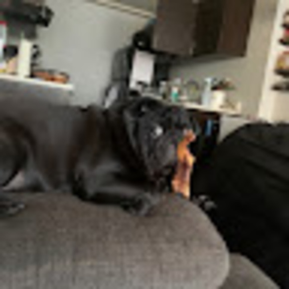 pugz_n_just